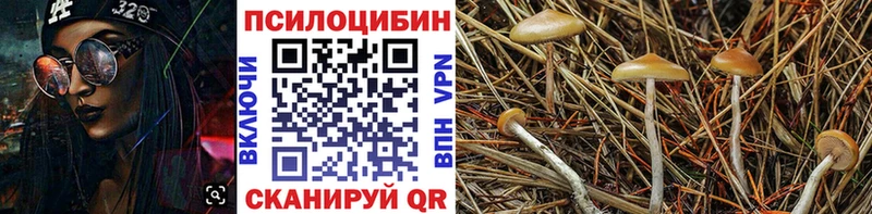 Галлюциногенные грибы Psilocybe  Купить закладки  Белоозёрский 